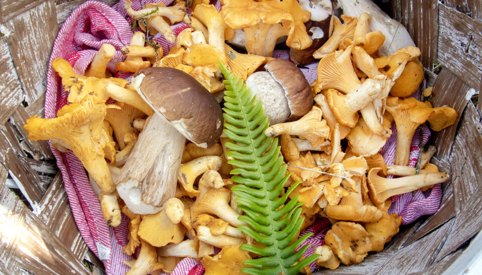 En glimrende soppsesong er i gang, sier ekspertene. Skogens gull, kantarellen, er allerede å finne mange steder.