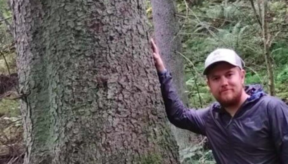 Håvar Bunes som forsker på høye trær har funnet ut at det høyeste treet i gamle Hedmark mest sannsynlig står i Eidskog. Bildet av Bunes er tatt i forbindelse med undersøkelse av et annet stort tre.