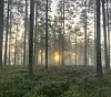 Soloppgang i skog