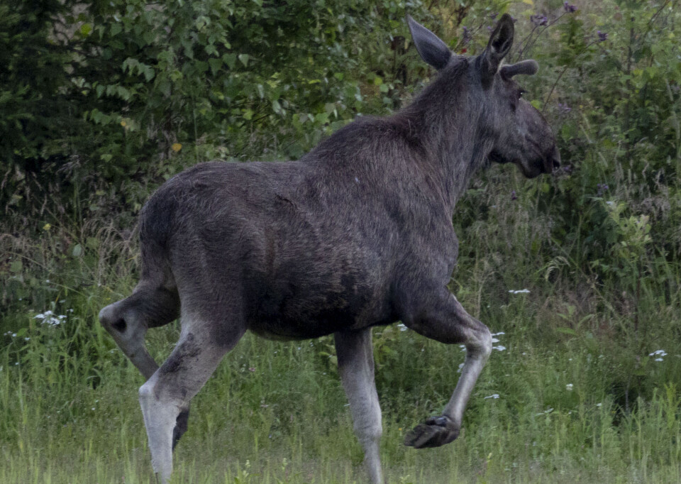 Fortsatt mulig å bli med på elgjakt