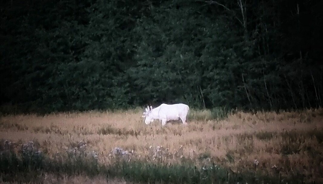 Bilde av den hvite elgoksen ble tatt for bare noen dager siden.