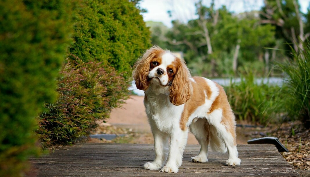 Hunderasen, cavalier king charles spaniel, har så store helseutfordringer at videre avl er i strid med dyrevelferdsloven.