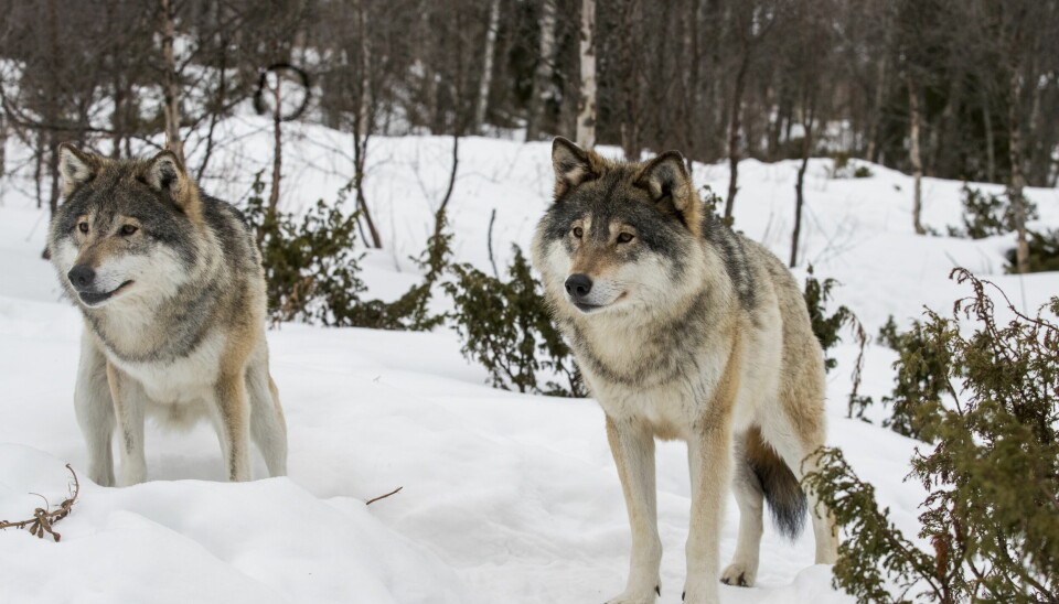 Oslo tingrett skal ta stilling til om årets lisensfelling av ulv innenfor ulvesonen kan gå som planlagt.