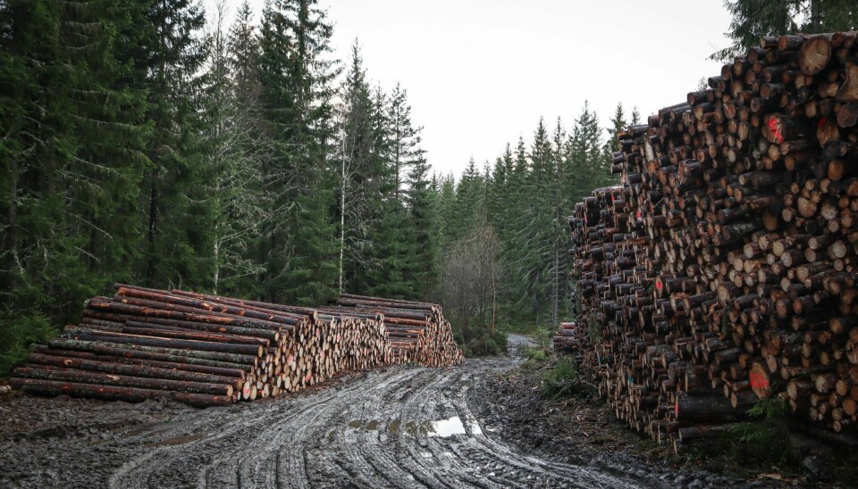 Det var høyt trykk i skognæringen også i 2023.