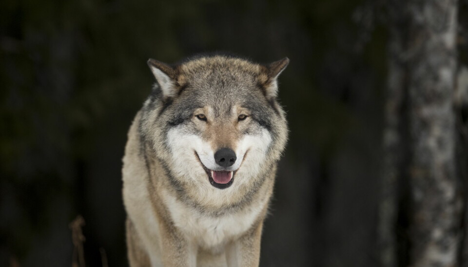 Det er nå færre ulver innenfor Norges grenser.