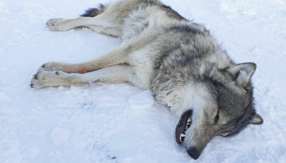 Det var en nedgang i antall ulver skutt i 2022 viser tall fra SSB.