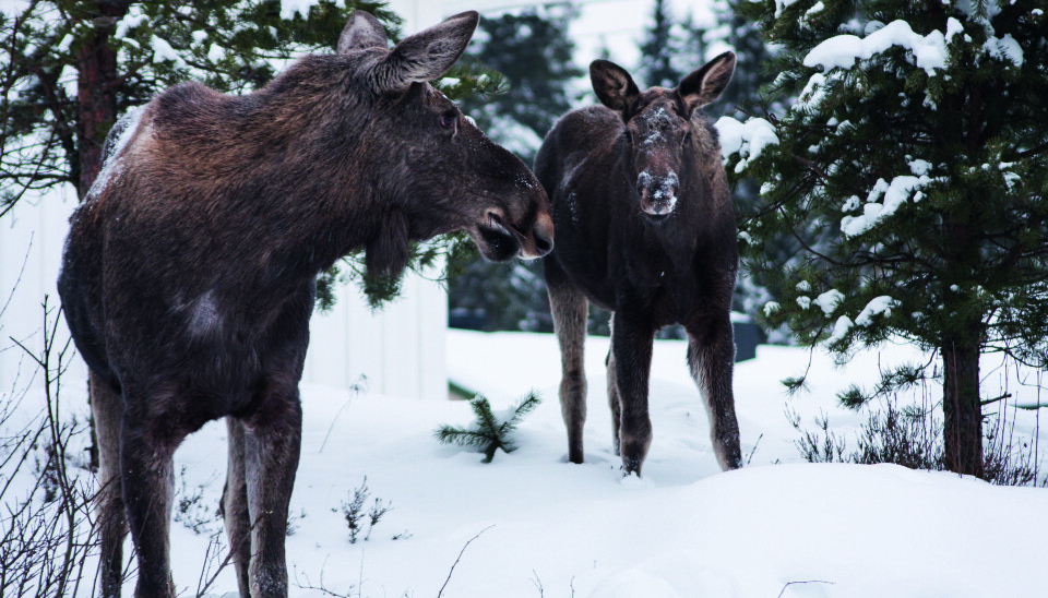 Det var en liten nedgang i antall felte elg i forbindelse med elgjakt, i Eidskog i 2024, viser tall fra SSB